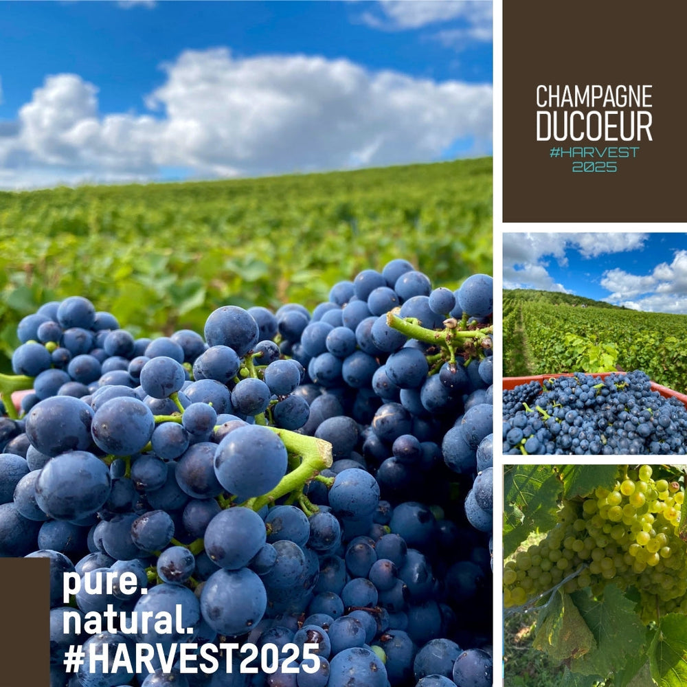 Harvest 2025 – Written by Nature