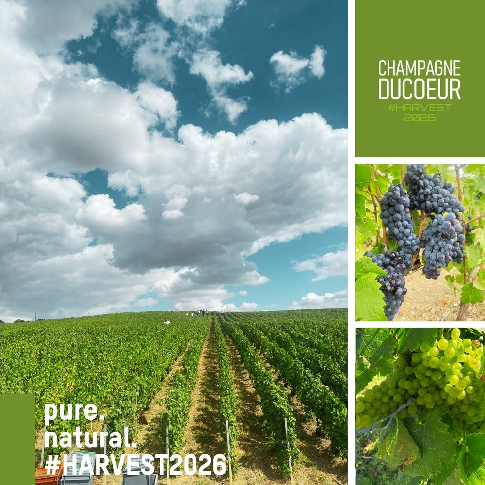 Harvest 2026 – From Vine to Cellar